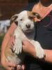 Photos supplémentaires: staffordshire terrier américain