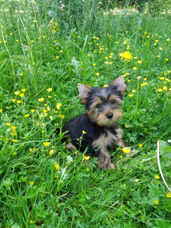 Photo №2 de l'annonce № 2668 de la vente yorkshire terrier - acheter à Fédération de Russie de la fourrière, éleveur