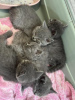 Photo №3. Chatons British Blue Shorthair exceptionnels. Allemagne