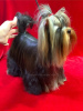 Photo №1. yorkshire terrier - à vendre en ville de Chisinau | 1000€ | Annonce №88713