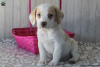 Photo №1. beagle - à vendre en ville de East Texas | 379€ | Annonce №69914