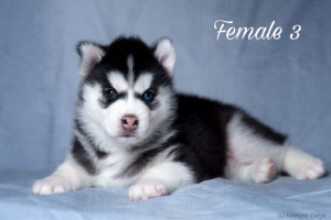 Photo №1. husky de sibérie - à vendre en ville de Moscou | 284€ | Annonce №2482