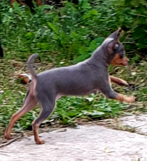 Photo №2 de l'annonce № 4467 de la vente petit chien russe - acheter à Fédération de Russie de la fourrière