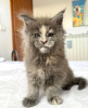 Photo №1. maine coon - à vendre en ville de Colorado Springs | 284€ | Annonce № 103247