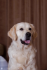 Photo №2 de l'annonce № 82510 de la vente chien bâtard - acheter à Fédération de Russie de la fourrière