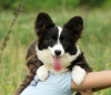 Photo №3. Cardigan corgi gallois fille moelleuse.. Italie