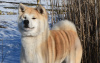 Photo №2 de l'annonce № 10441 de la vente akita (chien) - acheter à Ukraine de la fourrière