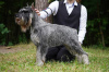 Photo №1. schnauzer moyen - à vendre en ville de Korolev | 493€ | Annonce №99533