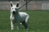 Photos supplémentaires: Chiots Berger Blanc Suisse