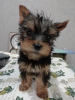 Photos supplémentaires: Chiots Yorkie/Kawaiiork