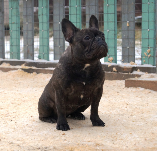 Photo №3. Un jeune bouledogue français attend les propriétaires. Fédération de Russie