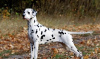 Photos supplémentaires: Chiot dalmatien avec pedigree et parents champions https // obyava.ua / ru /