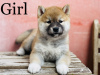 Photo №1. shiba - à vendre en ville de Budapest | négocié | Annonce №50606