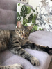 Photos supplémentaires: Le merveilleux jeune chat Alpha est à la recherche d'un foyer et d'une famille