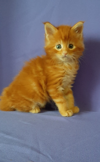 Photo №4. Je vais vendre maine coon en ville de Omsk. de la fourrière - prix - 573€