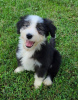 Photo №2 de l'annonce № 110091 de la vente bearded collie - acheter à USA 