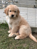 Photo №4. Je vais vendre golden retriever en ville de Мадрид. éleveur - prix - Gratuit