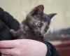 Photo №3. Kitten Haze est à la recherche d'une bonne maison!. Fédération de Russie
