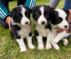 Photo №1. border collie - à vendre en ville de Berlin | négocié | Annonce №23913