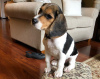 Photo №1. beagle - à vendre en ville de Kuwait City | Gratuit | Annonce №9941