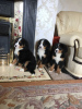 Photo №3. Mignons chiots bouviers bernois à adopter gratuitement. Allemagne