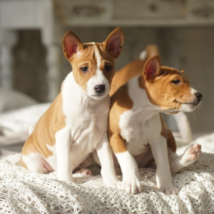 Photo №4. Je vais vendre basenji en ville de Izhevsk. annonce privée - prix - 542€