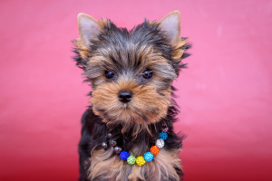 Photo №1. yorkshire terrier - à vendre en ville de Krasnoyarsk | Négocié | Annonce №5810