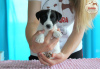 Photo №3. Chiots Jack Russell Terrier ZKwP, ZAKIRA FCI. Pologne