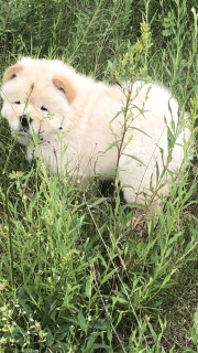 Photos supplémentaires: Chiots Chow Chow