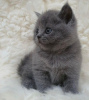 Photo №2 de l'annonce № 123542 de la vente british shorthair - acheter à Belgique 