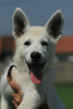 Photo №4. Je vais vendre berger blanc suisse en ville de Šabac. éleveur - prix - négocié