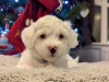 Photo №1. bichon maltais - à vendre en ville de Greensboro | 388€ | Annonce №83627