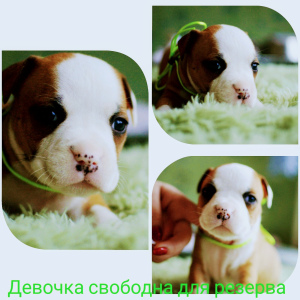 Photo №1. american staffordshire terrier - à vendre en ville de Донецк | 287€ | Annonce №5148