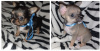 Photos supplémentaires: Chiots Chihuahua à vendre