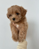 Photo №3. Maltipoo. Allemagne