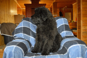 Photo №4. Je vais vendre terrier noir russe en ville de Кипень. annonce privée - prix - 617€