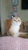 Photo №1. scottish fold - à vendre en ville de Omsk | 554€ | Annonce № 104951