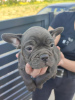 Photos supplémentaires: chiots bouledogue francais a vendre