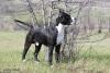 Photo №4. Accouplement american staffordshire terrier en Ukraine. Annonce № 7651