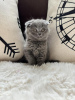 Photo №1. scottish fold - à vendre en ville de Cologne | Gratuit | Annonce № 109734