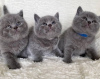 Photo №1. british shorthair - à vendre en ville de Лювен | négocié | Annonce № 99752