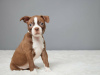 Photo №3. Chiots Boston Terrier. La finlande