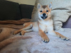 Photo №3. Femelle Shiba à vendre. Pologne