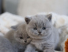 Photo №2 de l'annonce № 122947 de la vente british shorthair - acheter à USA annonce privée