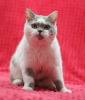 Photo №4. Je vais vendre british shorthair en ville de Magnitogorsk. de la fourrière - prix - négocié