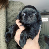 Photo №3. CHIOTS SHIH TZU A VENDRE. USA