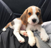 Photo №1. beagle - à vendre en ville de Timmins | 379€ | Annonce №116687