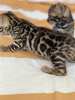 Photos supplémentaires: Vente urgente de mignons chatons bengal