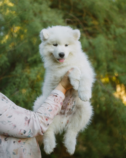 Photos supplémentaires: Samoyed. Les garçons