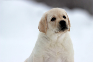 Photos supplémentaires: Labrador et mâle Labrador retriever